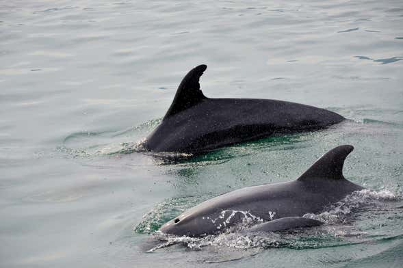 Observation de dauphins à Setúbal